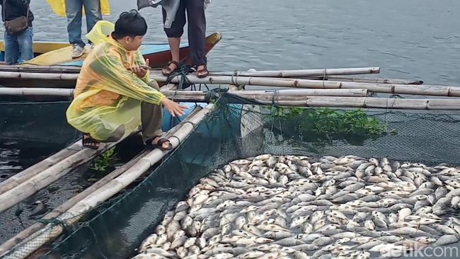 Fenomena Munculnya Permainan Ikan Pejuang