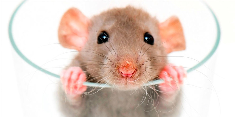 Strategi Pintar Usir Tikus dari Rumah Anda