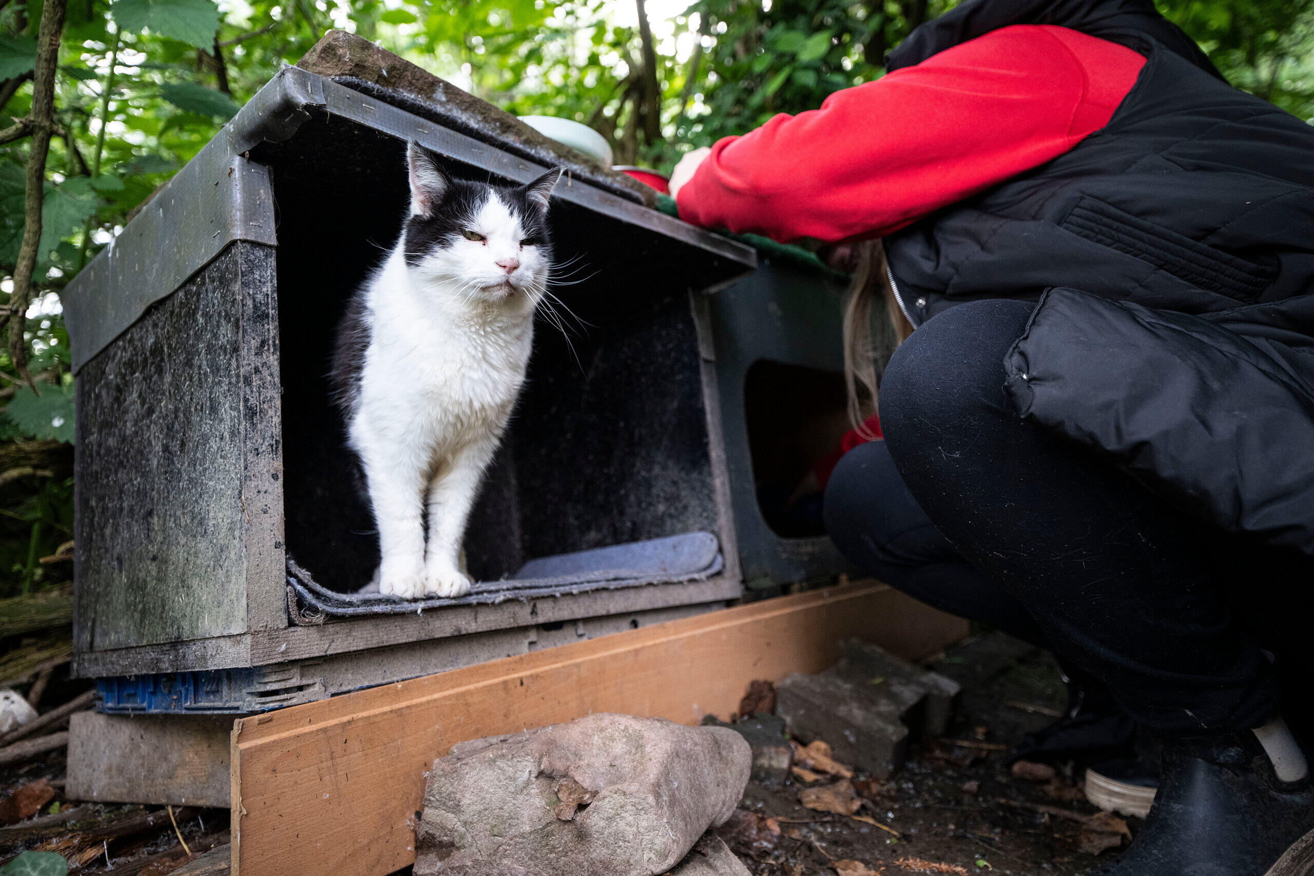 Memahami Dilema Kucing Jalanan di Hessen